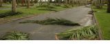 the aftermath of a cyclone with palm fronds scattered on the ground